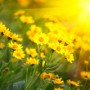 yellow flowers and morning dew yellow flowers and morning dew