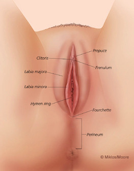 Vulvar Anatomy. Courtesy of John Miklos MD and Robert Moore MD of Atlanta Urogynecology Associates. Used with permission.